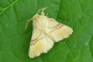Gyűrű selyemhernyó. Hol van a butterfly cukushkina könnyek?